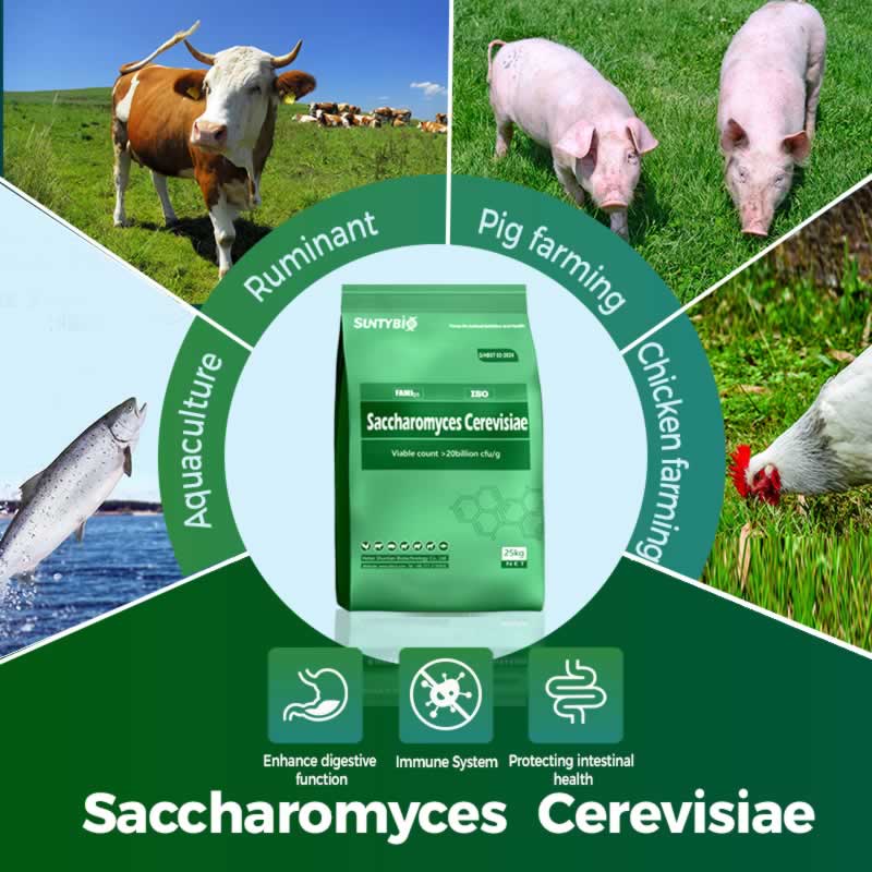 Campos de aplicación y evidencia científica de la levadura cervecera de grado alimenticio